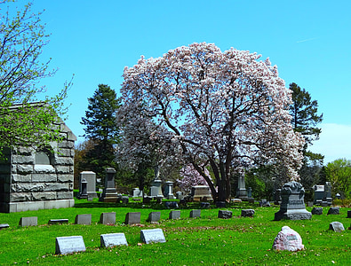 hřbitov, hřbitov, magnolie strom, náhrobek, náhrobek, mauzoleum, strašidelné