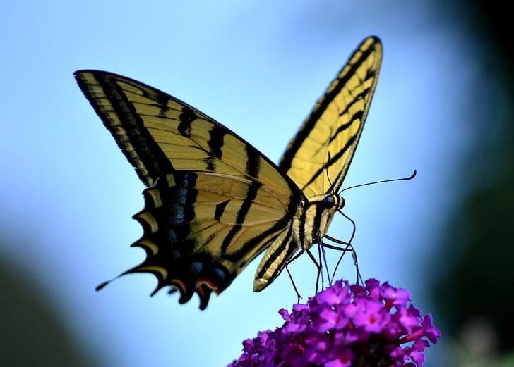 butterfly, yellow, colorful, nature, tiger swallowtail, sunlight, spring