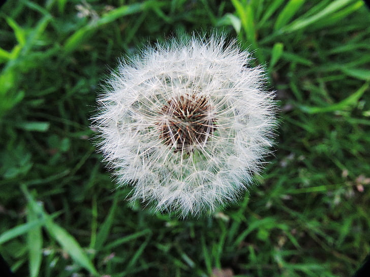 dandelion, fluff, wishes, grass, green