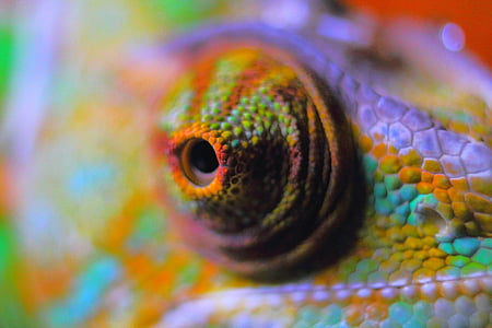 Chameleon abstrakt, Chameleon, plaz, chameleona Jemen, zvíře, hmyzu jedlík, terarijní zvířata