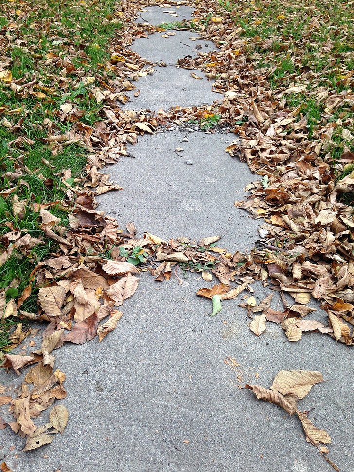 autumn, leaves, sidewalk, leaf, nature, outdoors, street