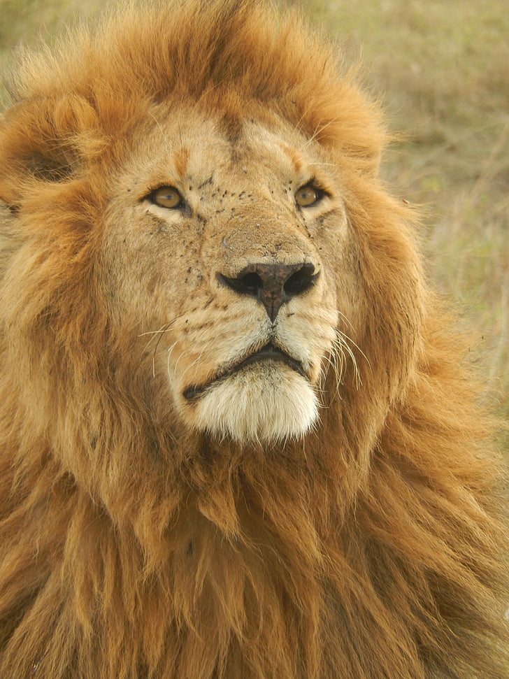 lion, africa, wildcat, predator, safari, big game, wild animal