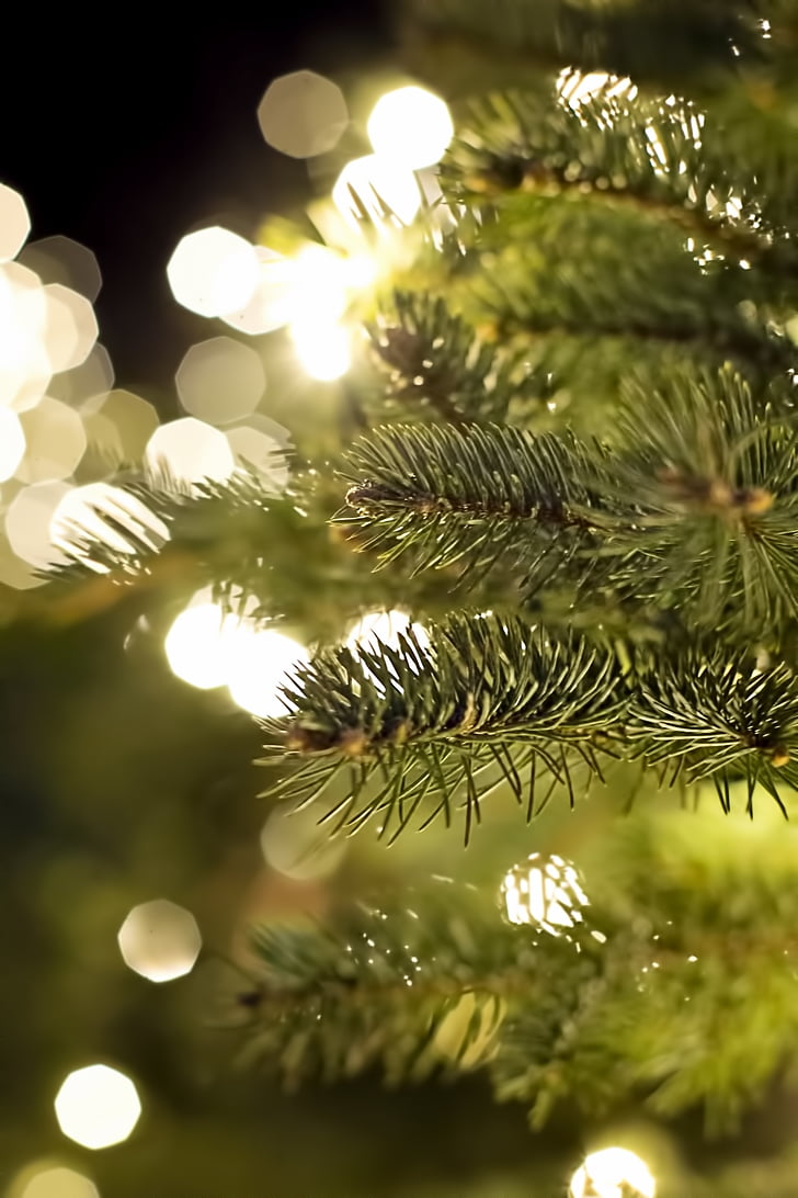 branche de pin, Christmas, lumières de Noël, Xmas, pin, Direction générale de la, vacances