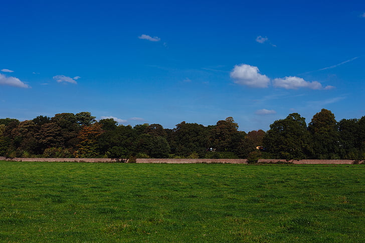 Dunham massey, Anglia, łąka, Park, Natura, drzewo, niebieski
