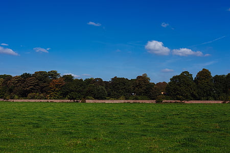 Dunham massey, Anglijoje, pieva, parkas, Gamta, medis, mėlyna