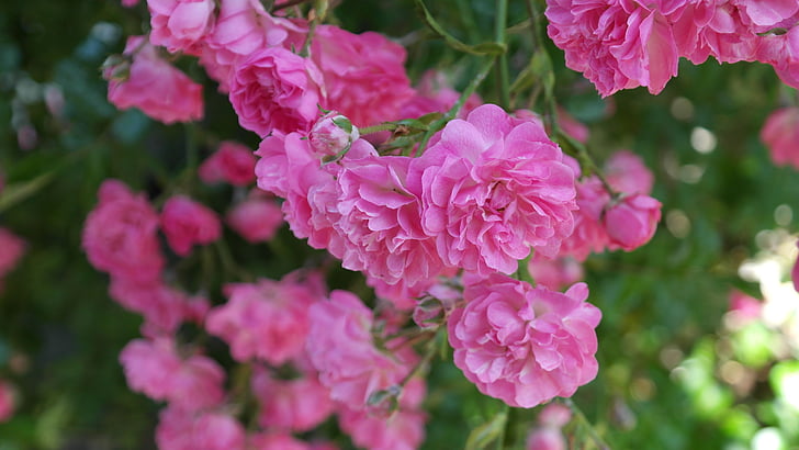 slējās, rozā, rožu ziedu, floribunda, tīkams, skaists, krāsains