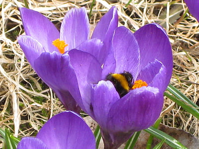 musim semi, Crocus, ungu, lebah, bunga, lebah mekar