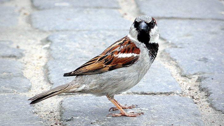 bird, the sparrow, wróbelek, pen, birds, urban bird, little bird