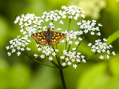 fritillary, motýl, hmyz, Příroda, zvíře, motýl - hmyzu, květ