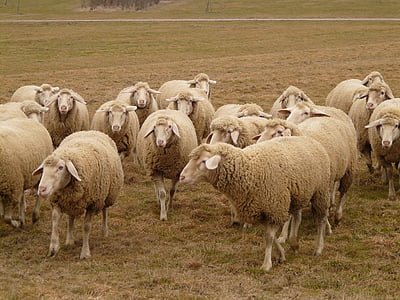 rebaño de ovejas, oveja, rebaño, animal de la manada, del pasto, animales, lana de oveja