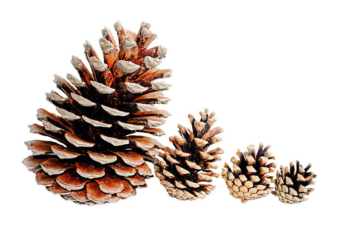 achtergrond, grote, bruin, Kerst, kegel, conifer, naaldhout