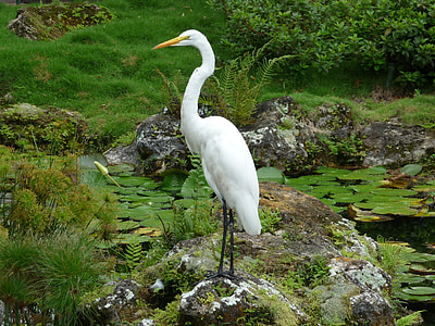 헤론, 하얀, 새, 연못, 자연