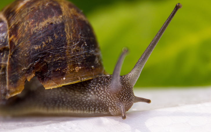 snail, animal, cochlea
