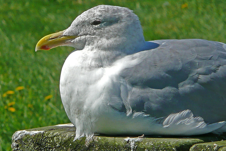 seagull, sitting, bird, waterbird, animal, nature