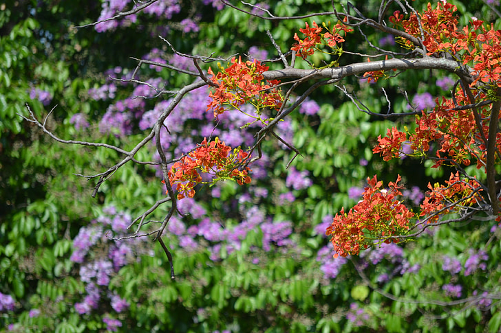 blommor, färg, färgglada, vegetation, naturen, träd
