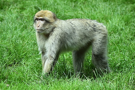 mono, animal, primate, salvaje, Safari, África, macacos de Berbería