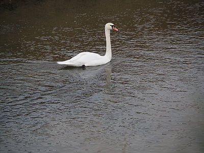 Swan, vatten, naturen, schwimmvogel