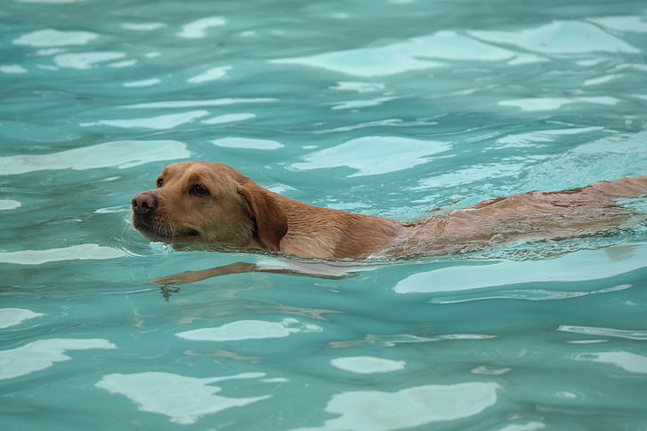 con chó, bơi lội, Hà Lan, vật nuôi, con chó