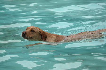 pes, plavání, Nizozemsko, domácí zvíře, psi