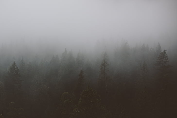 fog, pine, trees, forest, woods, foggy, grey
