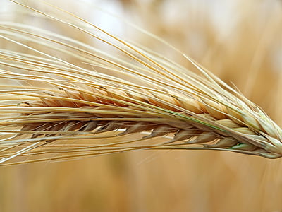 plant, nature, live, agriculture, wheat, cereal Plant, food