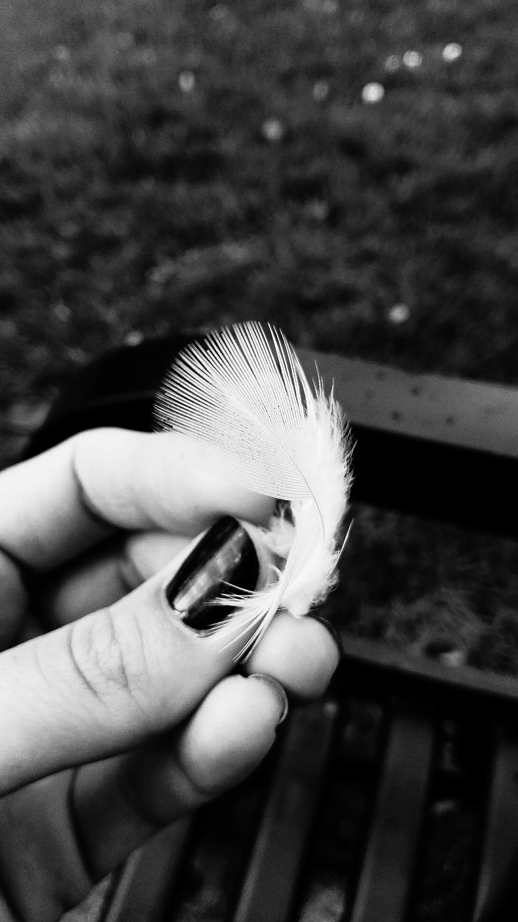 black-and-white, blur, close-up, feather, fingers, focus, hand
