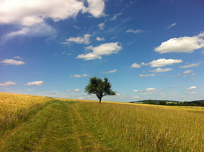 skyer, sommer, træ, Trail, felt, Mittelrhein, Rhinen