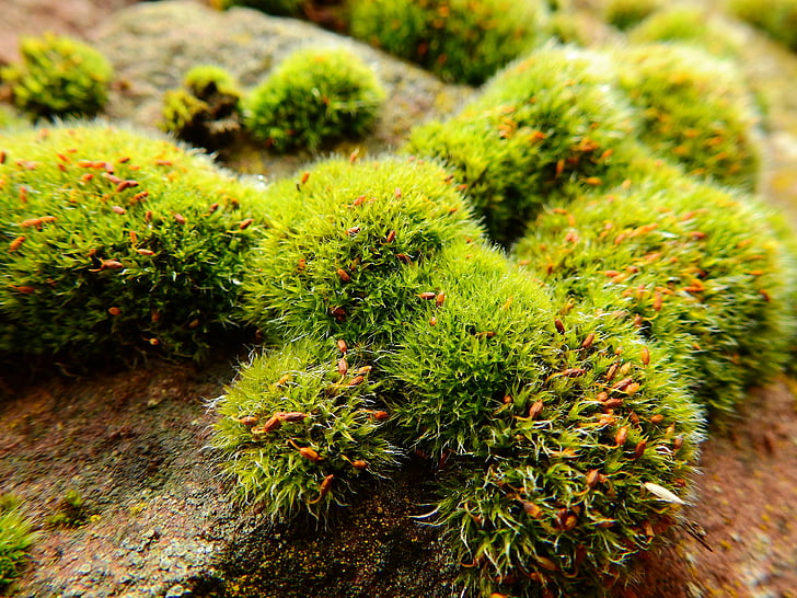 Moss, steen, Rock, natuur, groen, achtergrond, plant