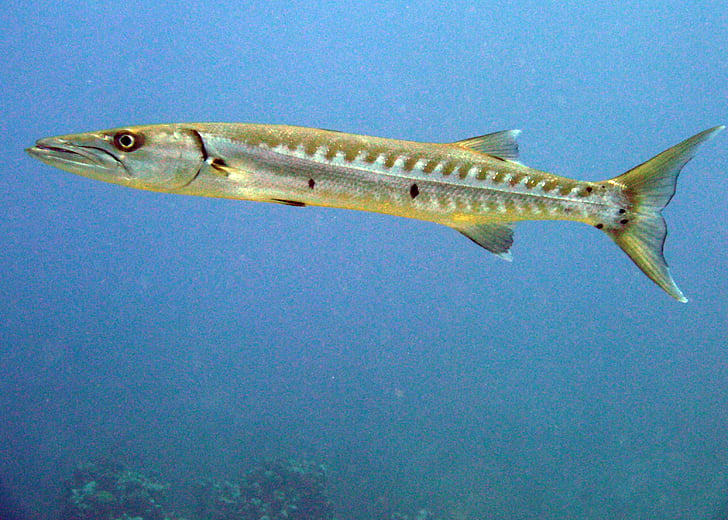 Barracuda, pesce, Isole Cayman, Scuba, vita di mare, immersioni subacquee, bianco