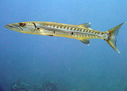 Barracuda, kala, Caymansaaret, Scuba, meren elämää, Sukellus, valkoinen