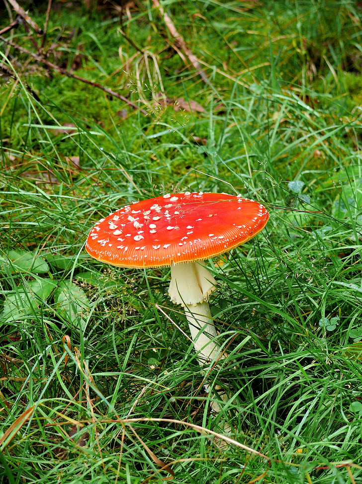 mushroom, fly agaric, red, white, forest, autumn, harvest
