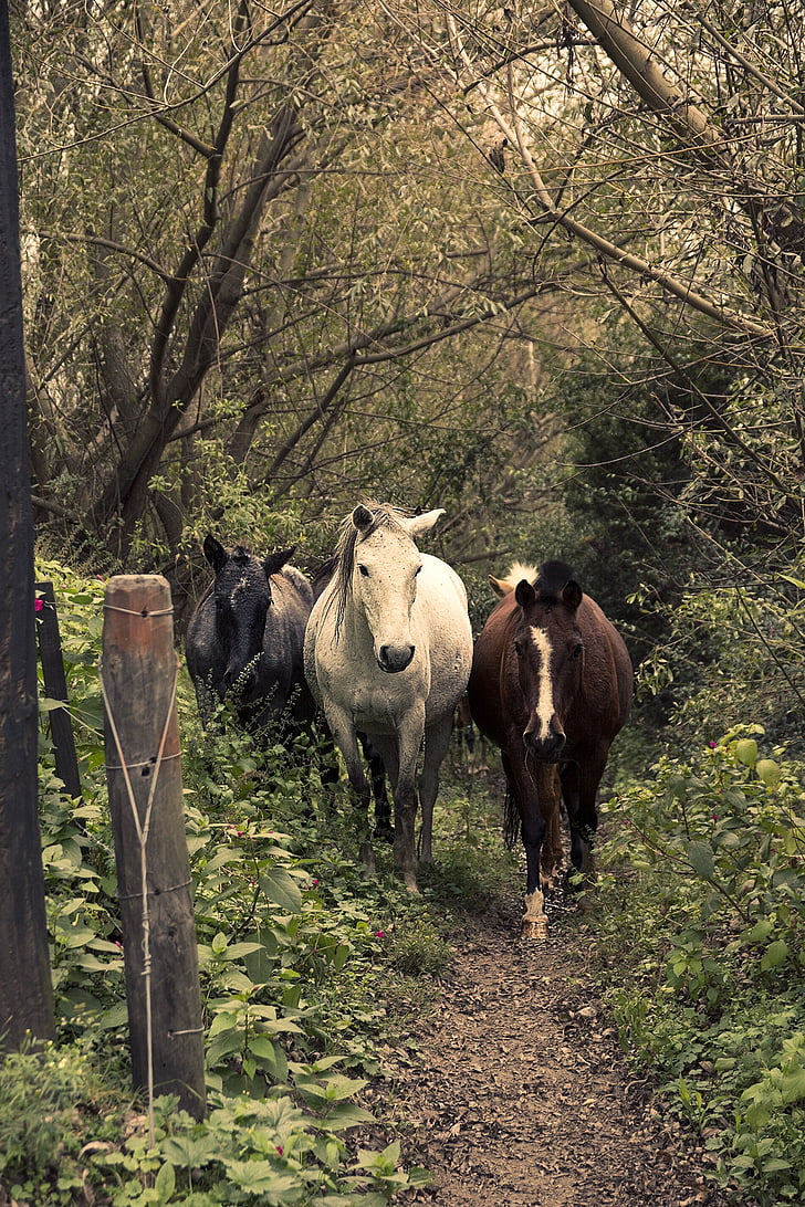 chevaux, cheval, animaux, Forest, animal, nature, mammifère