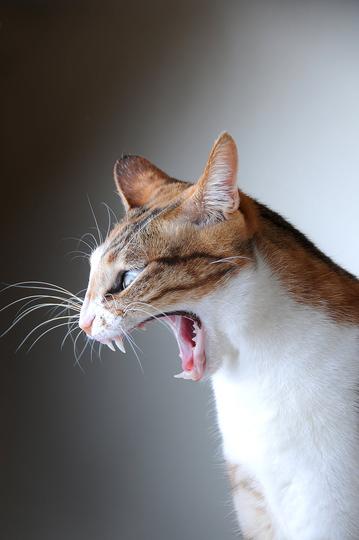 cat, pet, yawn, lateral face, domestic cat, pets, feline