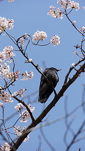 crow, new, black, bird, tree, nature, branch