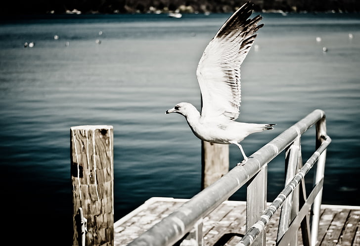 white, seagull, gray, boat, docking, railings, beside