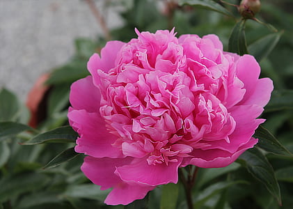 Бонд Роуз, квітка, мати, рожевий, Красивий, квіти, літо