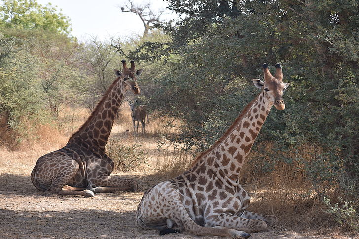 zürafa, Afrika, Safari, yaban hayatı, vahşi, doğa, memeli