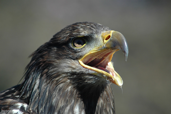 Eagle 5, Raptor, bellen
