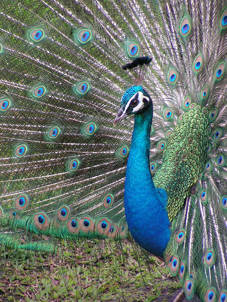 bird, peacock, exotic, plumage