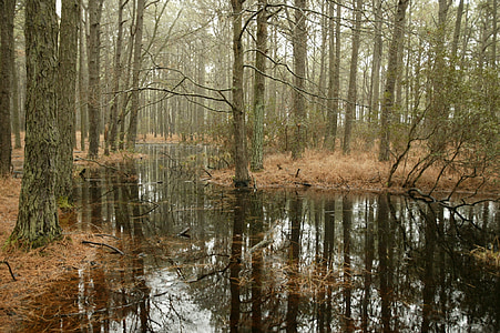 swamp, forest, trees, pine, wetland, nature, water
