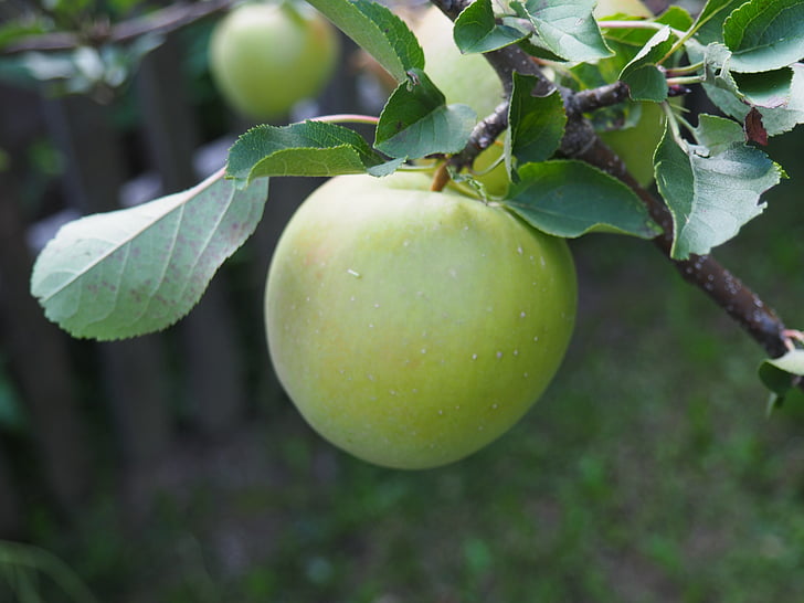 Jablko, zelená, strom, Frisch, ovoce, vynikající, Zdravá dieta