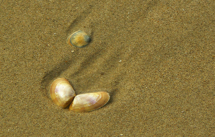 Shell, chiudere, mare, sabbia, acqua, spiaggia, Costa