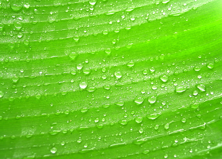 agua, gotas, hoja, hierba, verde, Rocío, lluvia