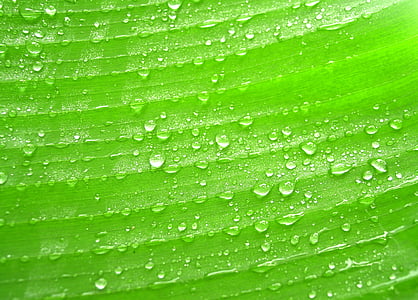 vann, DROPS, blad, gresset, grønn, dugg, regn