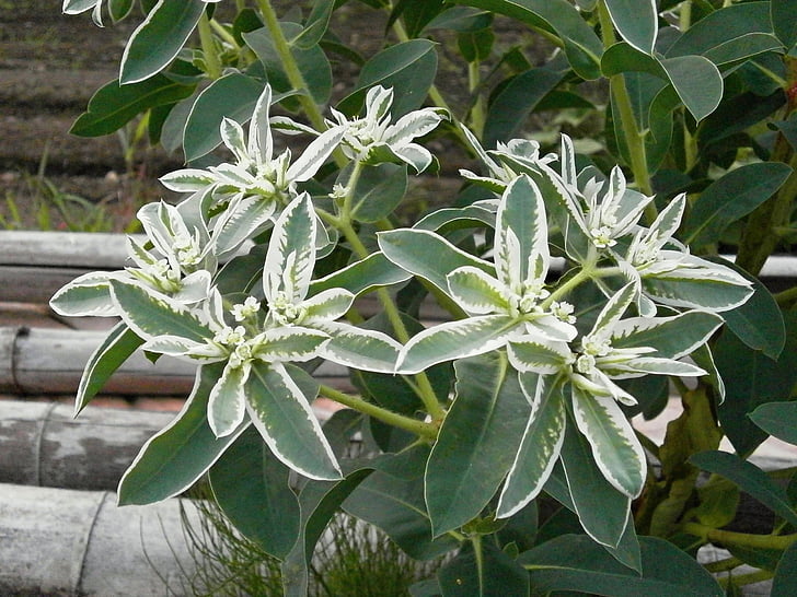 Snow-on-the-Mountain, Euphorbiaceae, Euphorbia, flores blancas, flores verdes