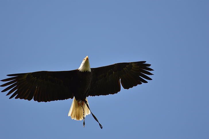 águilas calvas, Wildpark poing, volar, Ave de rapiña, plumaje, pluma, Adler