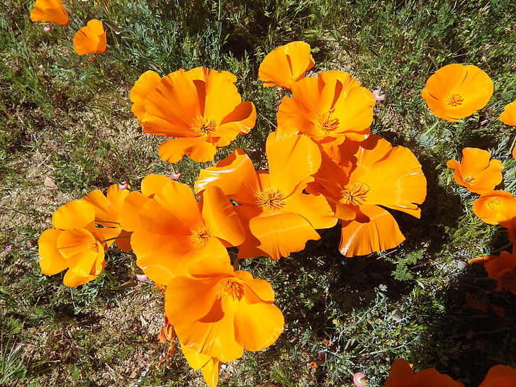 Golden valmuer, Valmue, Californien, blomst, forår