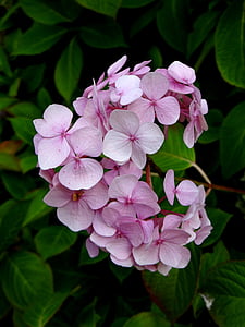 hydrangea, flower, pink, blossom, botanical