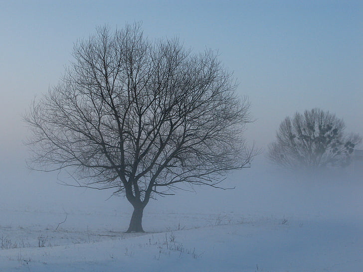 Vinter, tåke, mystiske, snø, treet, natur, kald - temperatur