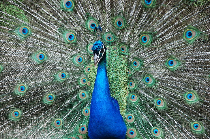 Peacock, Zoo, hyväily, sininen, vihreä, värit, eläinten
